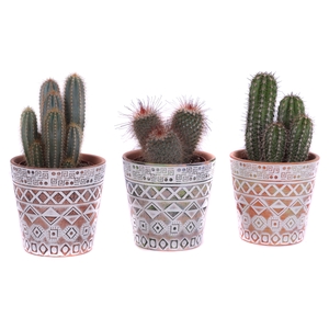 Cactus mix Ø12cm in Ø14cm Ceramic Pot Maya