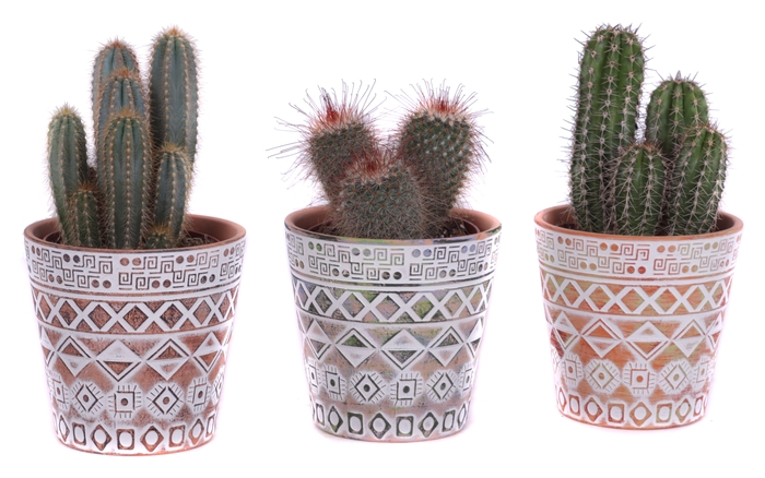 <h4>Cactus mix Ø12cm in Ø14cm Ceramic Pot Maya</h4>