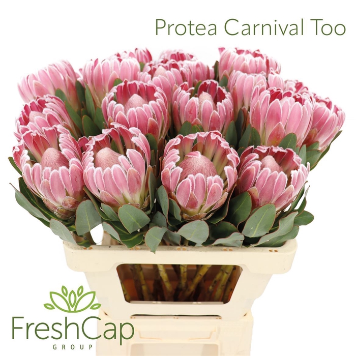 <h4>Protea Carnival Too</h4>