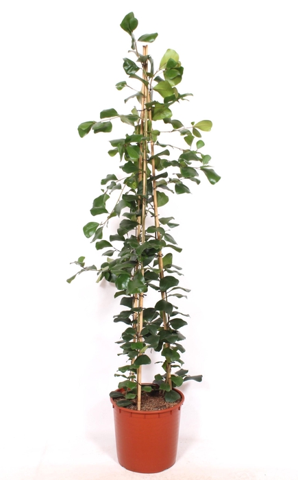 <h4>Ficus Trinova</h4>