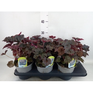 Heuchera micrantha 'Palace Purple'