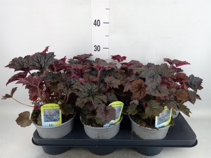 <h4>Heuchera micrantha 'Palace Purple'</h4>
