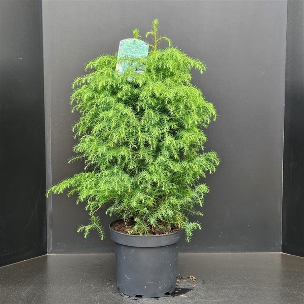 Cryptomeria japonica 'Elegans Viridis'