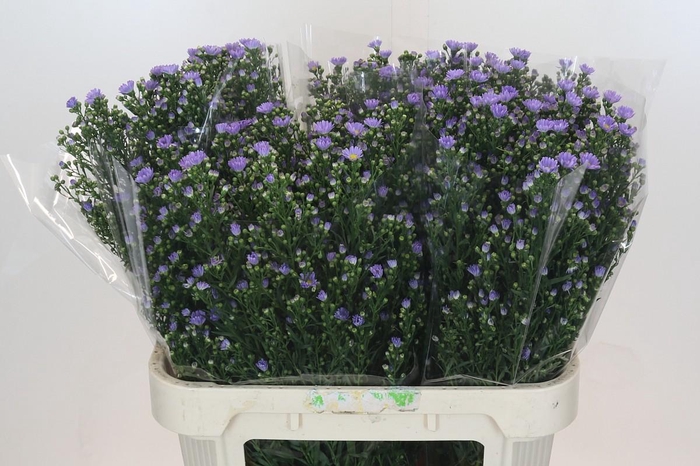 <h4>Aster Cassandra</h4>