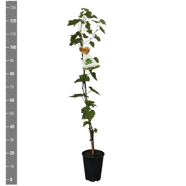 <h4>Vitis vinifera 'Tonia hobrevt' (druif geel pitloos)</h4>