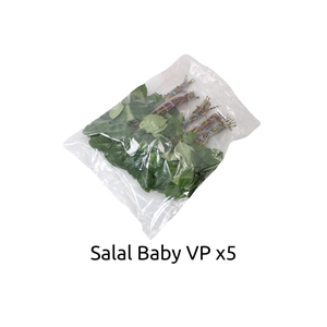 Salal Baby V P X 5