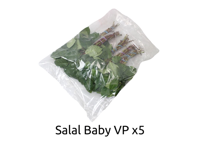 <h4>Salal Baby V P X 5</h4>