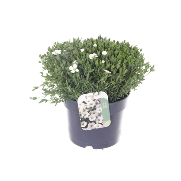 <h4>Arenaria montana Ronda White</h4>