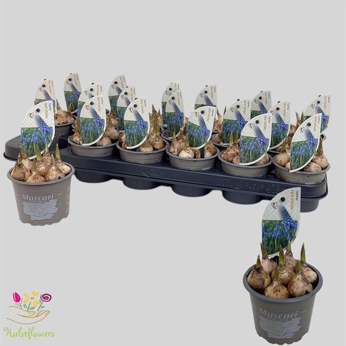 <h4>Muscari   ...</h4>