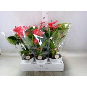 Anthurium andr. 'Livium Ruby'