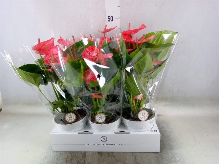 <h4>Anthurium andr. 'Livium Ruby'</h4>