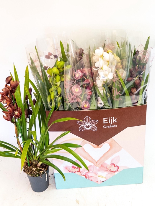 <h4>CYMB GEMENGD</h4>