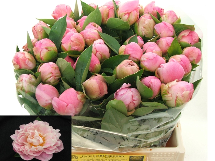 <h4>PAEO L CATH FONTIJN</h4>