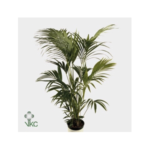 Howea forsteriana 140cm (Kentia)