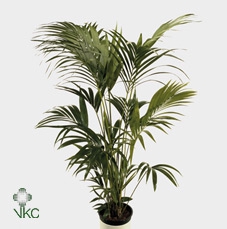 Howea forsteriana 24Ø 190cm 5pp