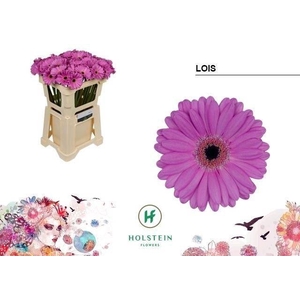 GERBERA MI 'LOIS'