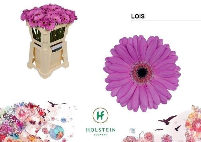 <h4>GERBERA MI 'LOIS'</h4>
