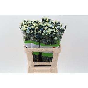 Di Solomio YellowBlue Tinted