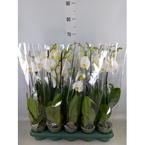 Phalaenopsis   ...white