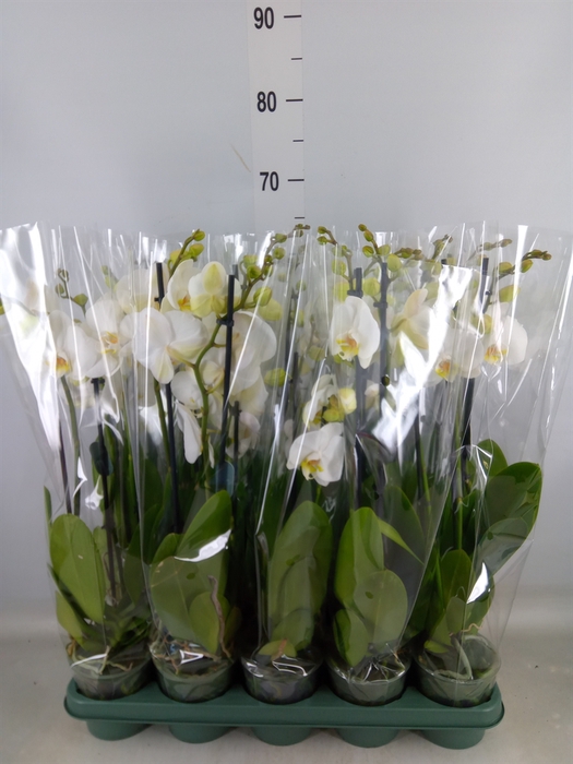 <h4>Phalaenopsis   ...white</h4>
