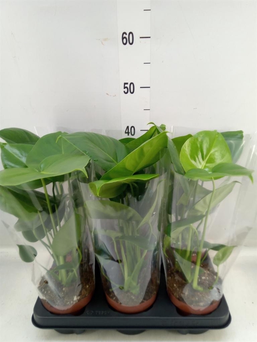 <h4>Monstera   ...</h4>