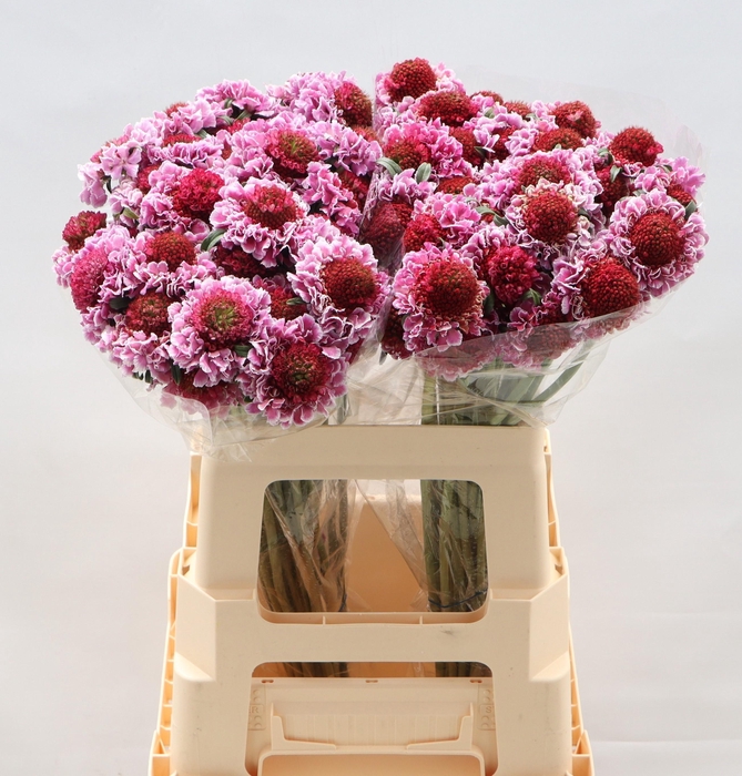 <h4>Scabiosa At f Scoop Bicolor Pink</h4>