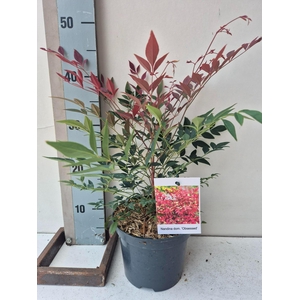 Nandina domestica Obsessed