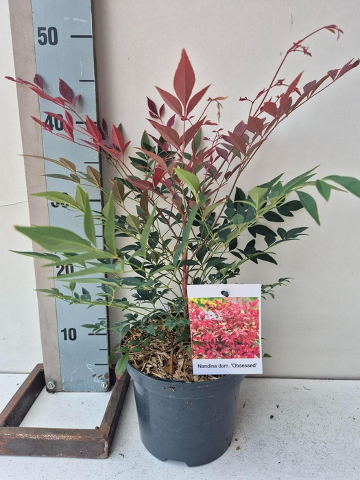 <h4>Nandina domestica Obsessed</h4>