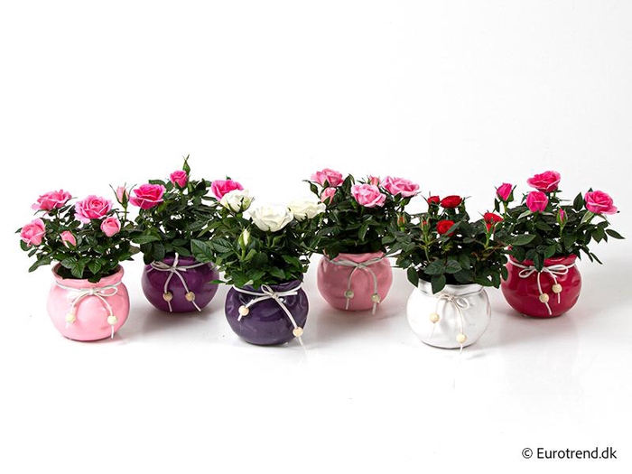 <h4>ROSA-HYBRID KUVERT</h4>