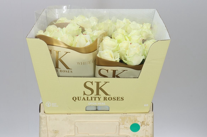 <h4>Rosa Gr Avalanche Sk</h4>