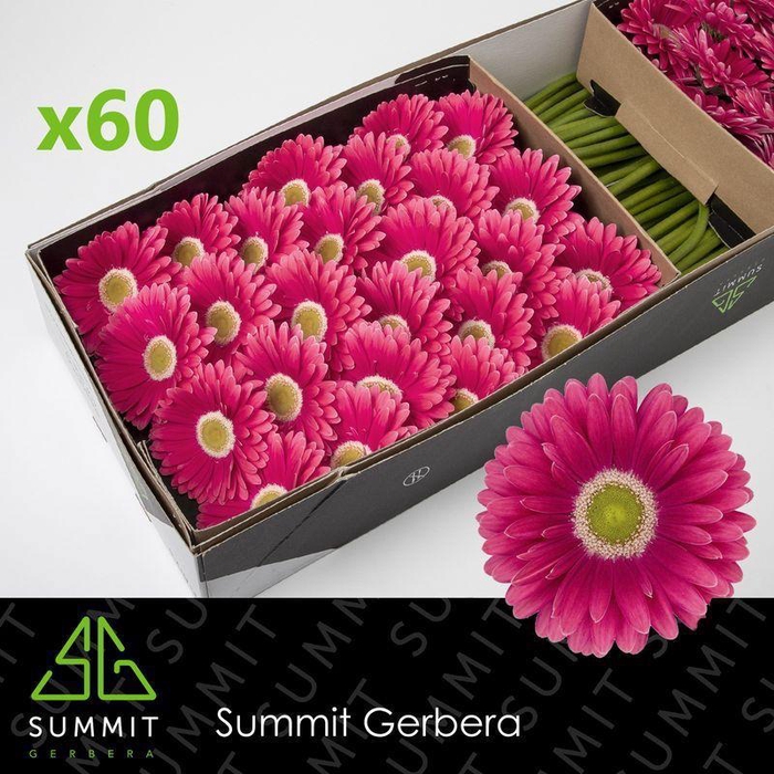 <h4>GE GR UNIQUE</h4>