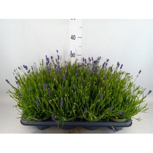 Lavandula angus. 'Essence Pure'
