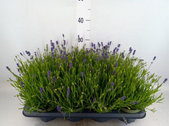 <h4>Lavandula angus. 'Essence Pure'</h4>