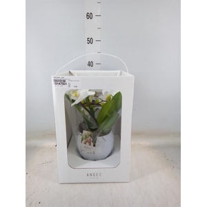 Phalaenopsis   ...white