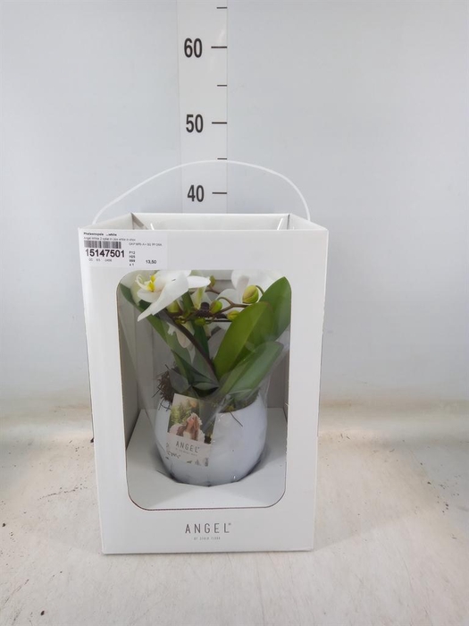 <h4>Phalaenopsis   ...white</h4>