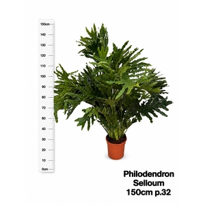 PHIL GLORIOSUM