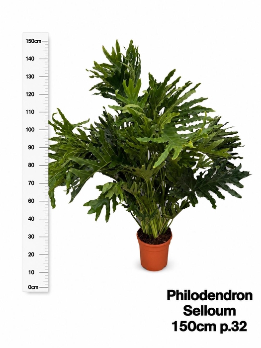 <h4>PHIL GLORIOSUM</h4>