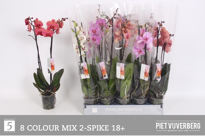 <h4>PHAL GEM 8 KL</h4>