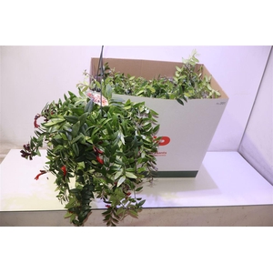 arr8 Aeschyn Caro Imp