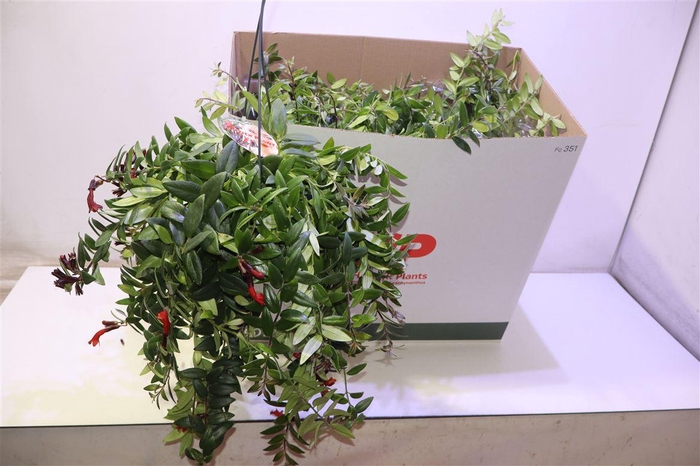 <h4>Aeschyn Caro Imp</h4>