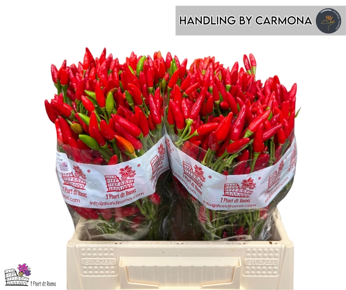 <h4>CAP RED FIRE</h4>