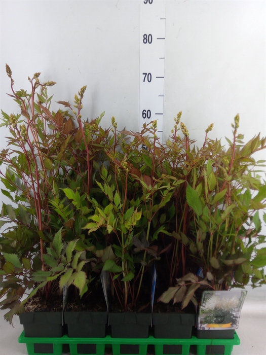 <h4>Astilbe   ...</h4>