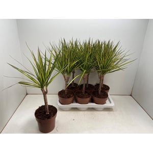 Dracaena marginata Sunray 17Ø 60cm 1pp