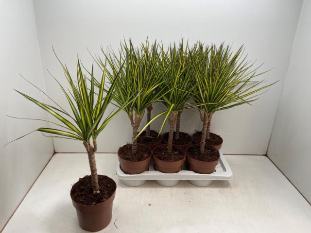 Dracaena marginata Sunray 17Ø 60cm 1pp