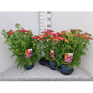 ACHI MILLEFOLIUM