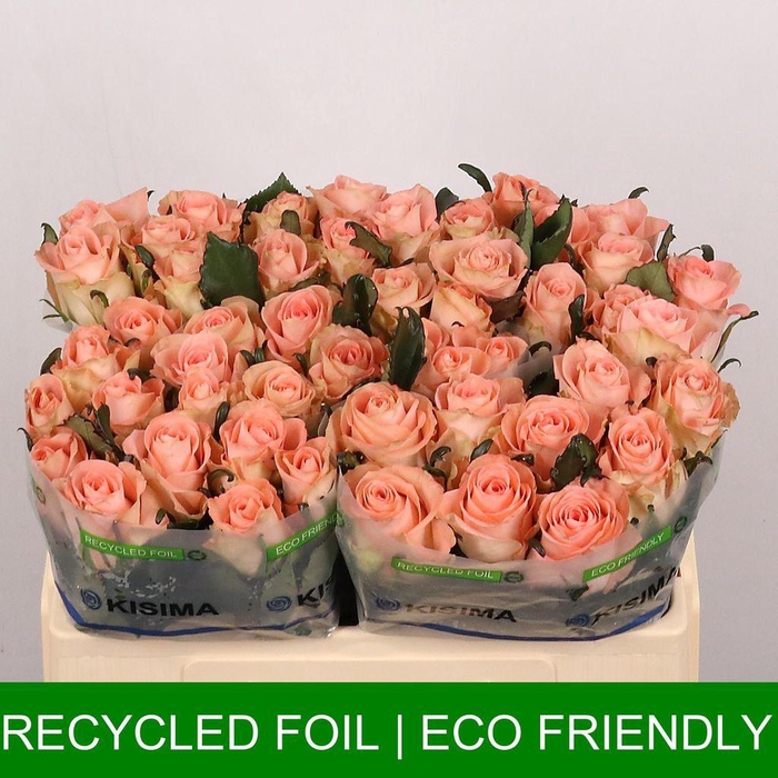 <h4>Rosa large coral crown!</h4>