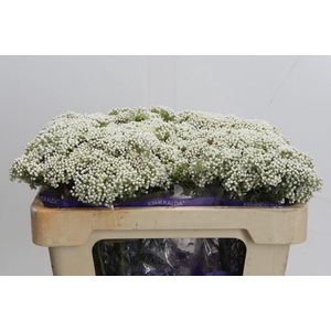 Ozothamnus Cooks Snow White