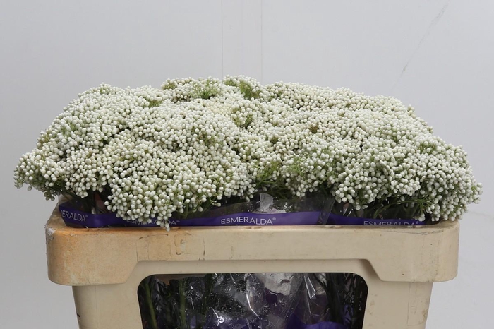 Ozothamnus Cooks Snow White