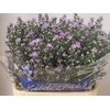 Aster Cassandra