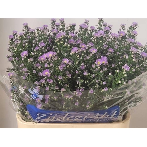 Aster Cassandra